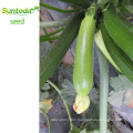 Long light green  vegetable cucurbita pepo hybrid summer squash seeds